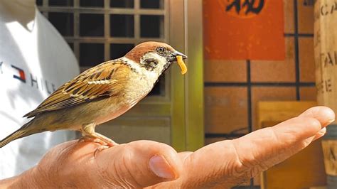 如何讓麻雀不要來築巢|【麻雀祕密】麻雀真的變少了？「害鳥」其實是誤會？成群結隊卻。